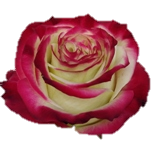 Her Majesty rose d'Equateur Ethiflora